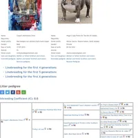 Wren, a female English Bulldog for sale in Jackson, TN – Photo 5 of 5