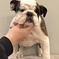 Wren, a female English Bulldog for sale in Jackson, TN – Photo 2 of 5