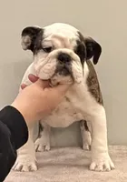 Wren, a female English Bulldog for sale in Jackson, TN – Photo 2 of 5