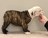 Bianca, a female English Bulldog for sale in Jackson, TN – Photo 4 of 5