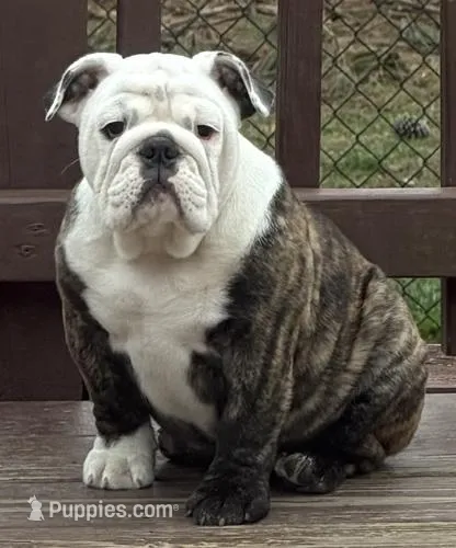 Bianca – English Bulldog puppy for sale in Jackson, TN