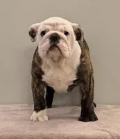 Bianca, a female English Bulldog for sale in Jackson, TN – Photo 2 of 5