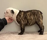 Bianca, a female English Bulldog for sale in Jackson, TN – Photo 3 of 5