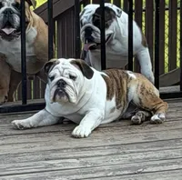 Daphne, a female English Bulldog for sale in Jackson, TN – 2 of 9