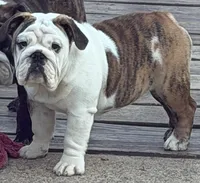 Daphne, a female English Bulldog for sale in Jackson, TN – 1 of 6