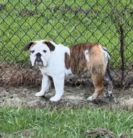 Daphne, a female English Bulldog for sale in Jackson, TN – 6 of 9