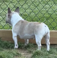 Daisy, a female French Bulldog for sale in Jackson, TN – 5 of 6