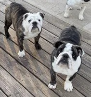 Lucy, a female English Bulldog for sale in Jackson, TN – 3 of 8