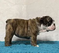 Scarlett , a female English Bulldog for sale in Jackson, TN – 3 of 7