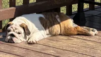 Daphne, a female English Bulldog for sale in Jackson, TN – 5 of 6