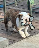 Daphne, a female English Bulldog for sale in Jackson, TN – 4 of 9