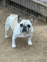 Daisy, a female French Bulldog for sale in Jackson, TN – 4 of 6