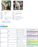 Daphne, a female English Bulldog for sale in Jackson, TN – 6 of 6