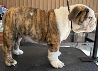 Daphne, a female English Bulldog for sale in Jackson, TN – 8 of 9