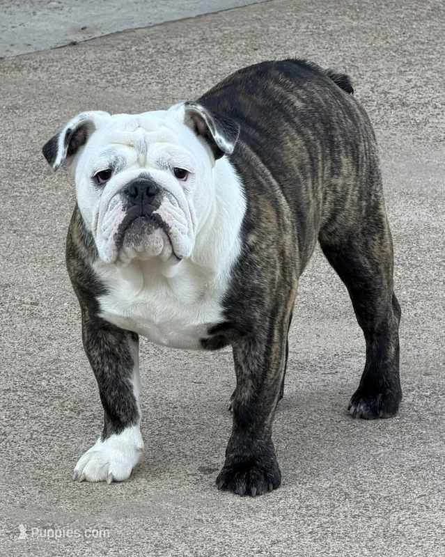 Bianca – English Bulldog puppy for sale in Jackson, TN