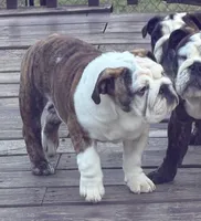Daphne, a female English Bulldog for sale in Jackson, TN – 4 of 6