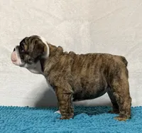 Scarlett , a female English Bulldog for sale in Jackson, TN – 2 of 7