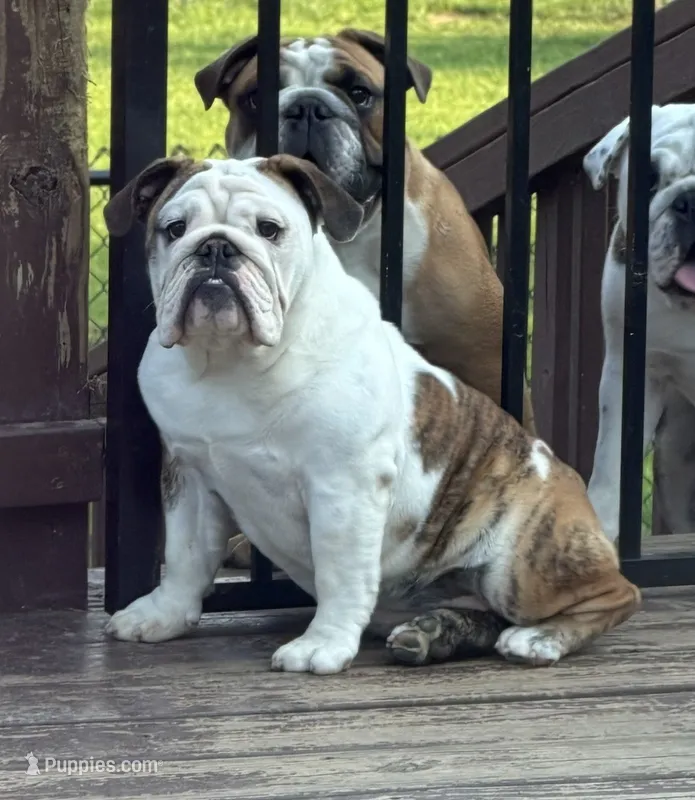 Daphne – English Bulldog puppy for sale in Jackson, TN
