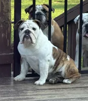 Daphne, a female English Bulldog for sale in Jackson, TN – 1 of 9