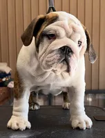 Daphne, a female English Bulldog for sale in Jackson, TN – 9 of 9