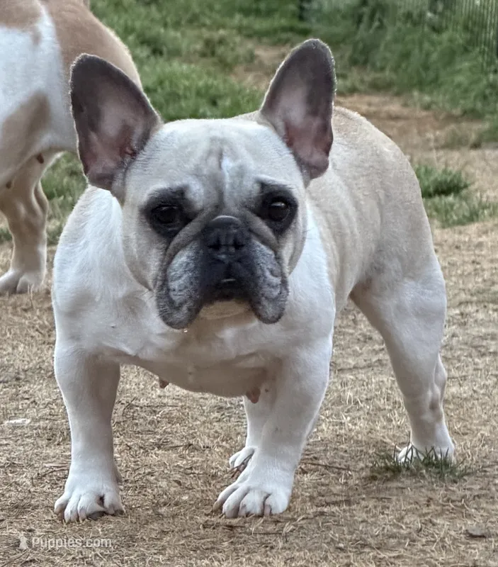 Daisy – French Bulldog puppy for sale in Jackson, TN