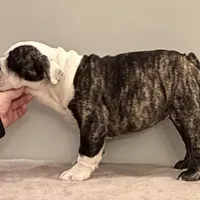 Lucy, a female English Bulldog for sale in Jackson, TN – Photo 3 of 5