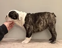 Lucy, a female English Bulldog for sale in Jackson, TN – Photo 3 of 5