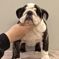 Lucy, a female English Bulldog for sale in Jackson, TN – Photo 2 of 5