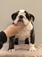 Lucy, a female English Bulldog for sale in Jackson, TN – Photo 2 of 5