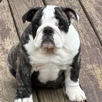Lucy, a female English Bulldog for sale in Jackson, TN – Photo 1 of 5