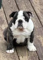 Lucy, a female English Bulldog for sale in Jackson, TN – Photo 1 of 5