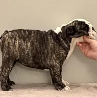 Lucy, a female English Bulldog for sale in Jackson, TN – Photo 4 of 5