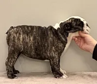 Lucy, a female English Bulldog for sale in Jackson, TN – Photo 4 of 5