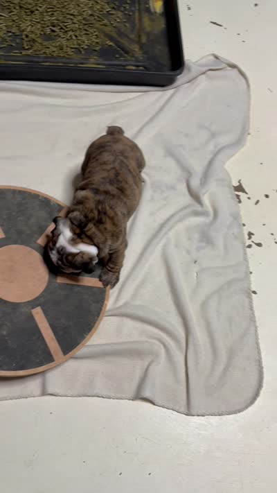 Scarlett , a female English Bulldog for sale in Jackson, TN – 6 of 7