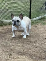 Daisy, a female French Bulldog for sale in Jackson, TN – 2 of 6