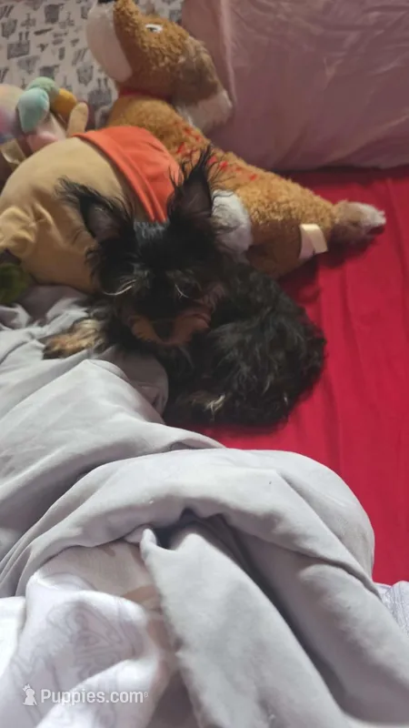 Emma – Yorkshire Terrier puppy for sale in Lincolnwood, IL