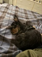 Emma, a female Yorkshire Terrier for sale in Lincolnwood, IL – Photo 3 of 3