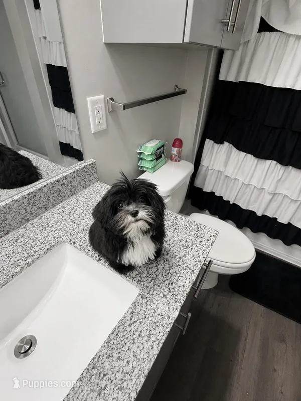 Mya – Shih Tzu puppy for sale in Nashville, TN