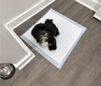 Mya, a female Shih Tzu for sale in Nashville, TN – 3 of 6