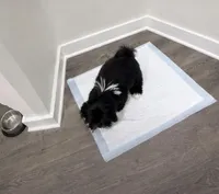 Mya, a female Shih Tzu for sale in Nashville, TN – 4 of 6
