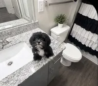 Mya, a female Shih Tzu for sale in Nashville, TN – 2 of 6