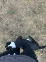 Sax, a male American Bully and American Pit Bull Terrier for sale in Columbia, SC – Photo 10 of 10