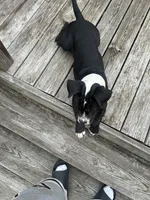 Sax, a male American Bully and American Pit Bull Terrier for sale in Columbia, SC – Photo 8 of 10