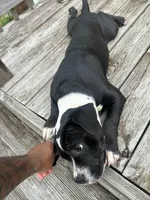 Sax, a male American Bully and American Pit Bull Terrier for sale in Columbia, SC – Photo 6 of 10