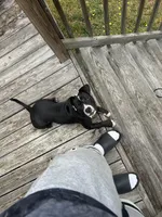 Sax, a male American Bully and American Pit Bull Terrier for sale in Columbia, SC – Photo 9 of 10