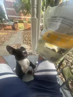 Sax, a male American Bully and American Pit Bull Terrier for sale in Columbia, SC – Photo 3 of 10