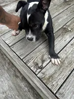 Sax, a male American Bully and American Pit Bull Terrier for sale in Columbia, SC – Photo 5 of 10