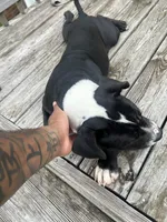 Sax, a male American Bully and American Pit Bull Terrier for sale in Columbia, SC – Photo 4 of 10