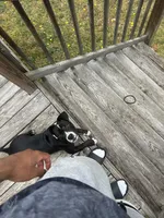 Sax, a male American Bully and American Pit Bull Terrier for sale in Columbia, SC – Photo 7 of 10