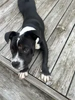 Sax, a male American Bully and American Pit Bull Terrier for sale in Columbia, SC – Photo 2 of 10